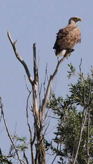 white-tailed eagle