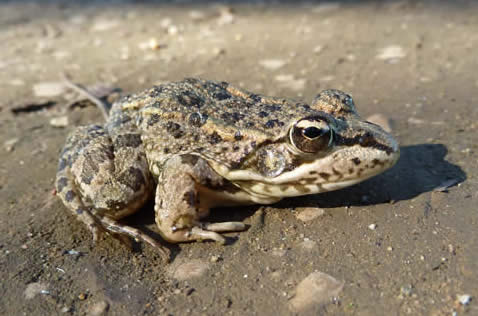 Iberian water frog Rana perezi 