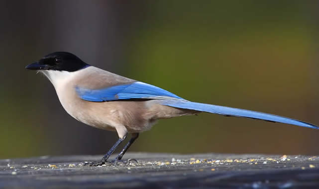 azure-winged magpie