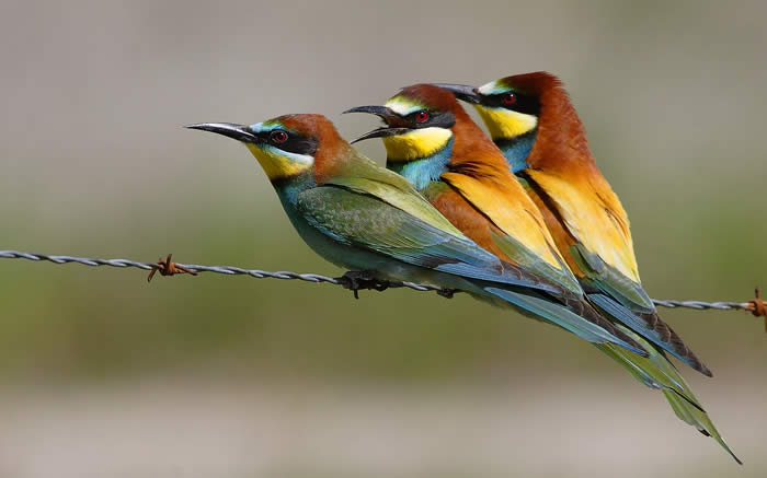 Bee-eater