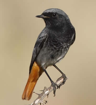 black redstart  (Steve Fletcher)