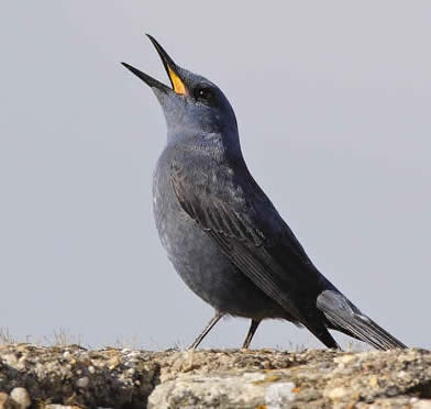 blue rock thrush