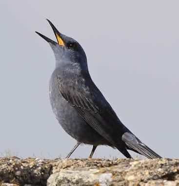 Blue rock thrush