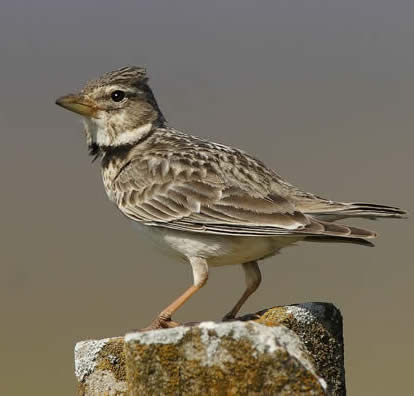 calandra lark