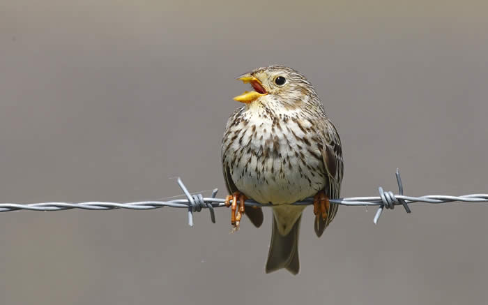 Corn bunting