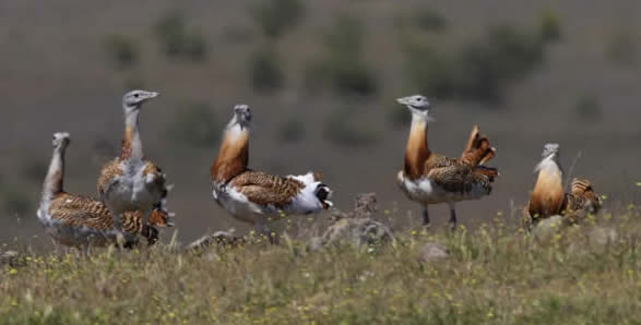 great bustards