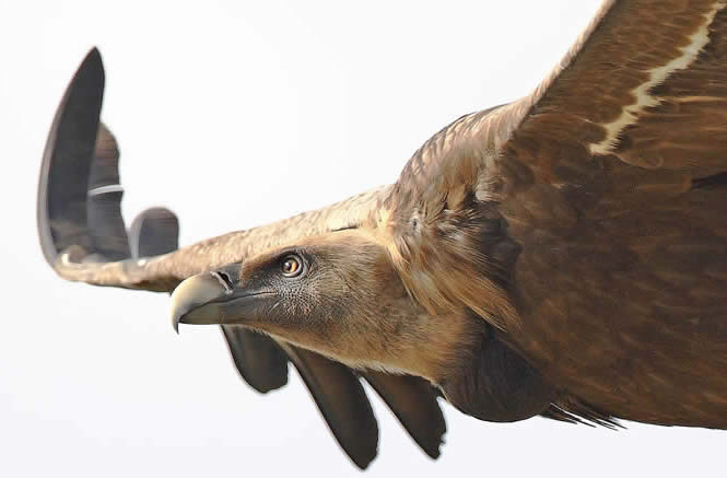 Griffon vulture