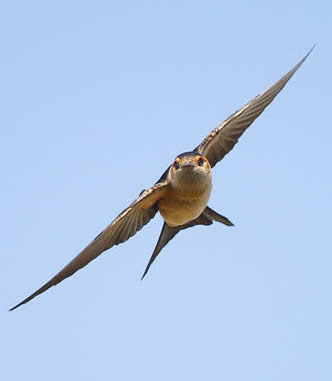 red-rumped swallow