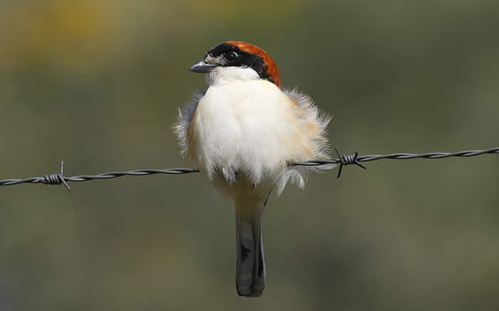 woodchat shrike