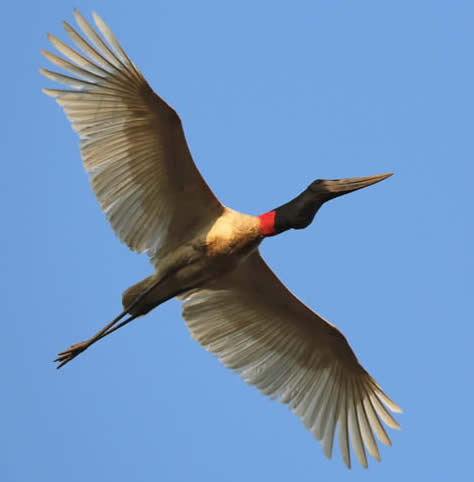 Jabiru stork
