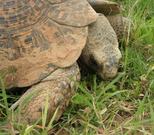 leopard tortoise