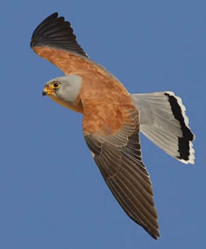 lesser kestrel