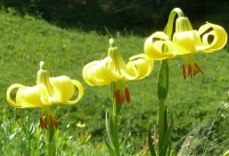 Lilium rhodopeaum