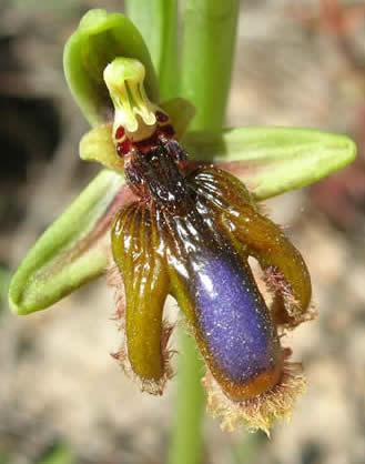 Lusitanian mirror orchid