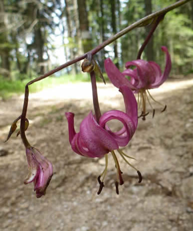martagon lily