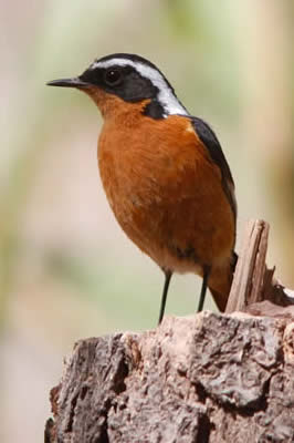 Moussier's redstart