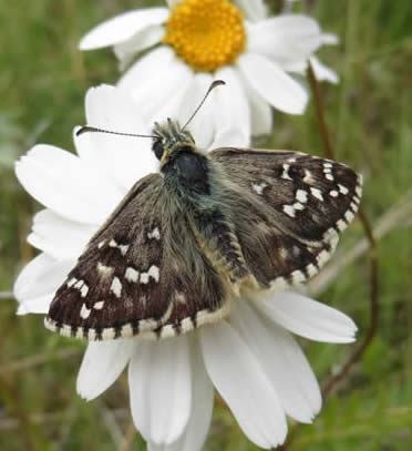 Oberthurs grizzled skipper