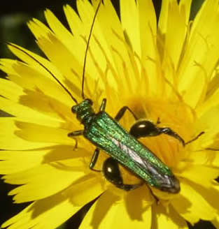 Oedemera nobilis thick legged flower beetle