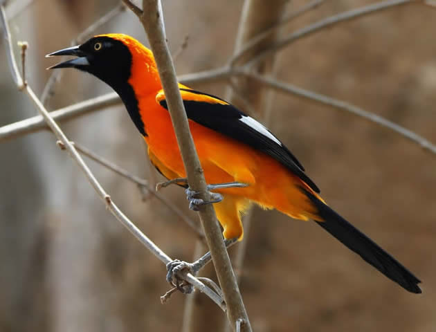 Orange-backed troupial