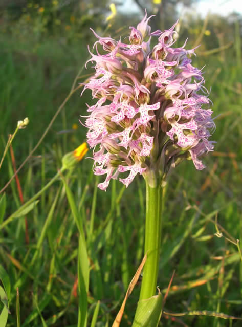 Orchis conica at Finca Santa Marta