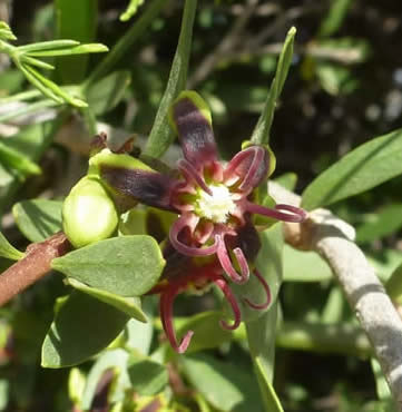 Periploca angustifolia