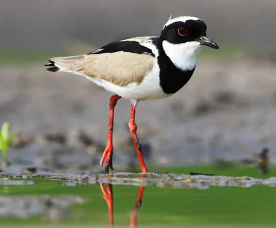 Pied lapwing