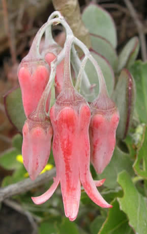 Pigs ear Cotyledon orbiculata