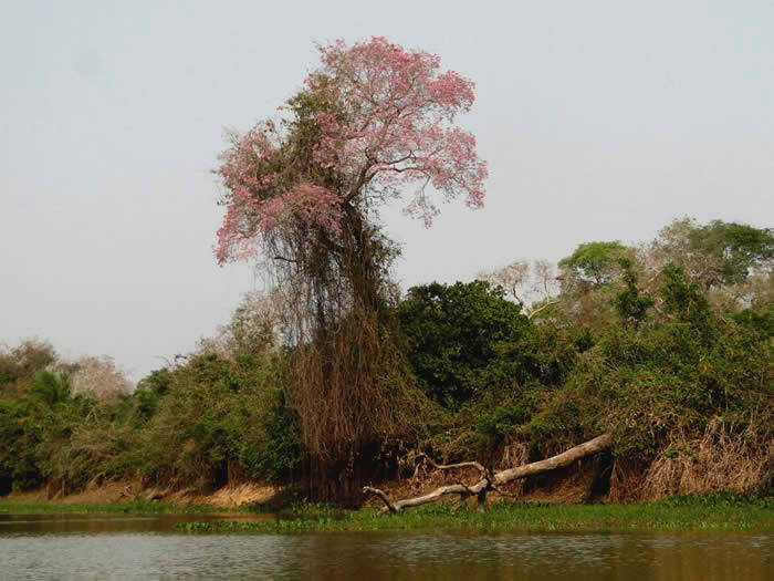 Piuva tree Tabebuia heptaphylla