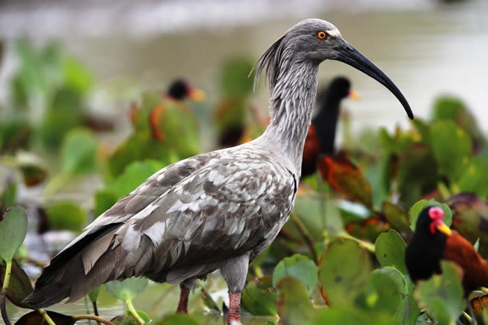 plumbeous ibis