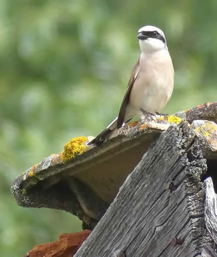 Red-backed shrike in Yagodina (Everard Daniel)