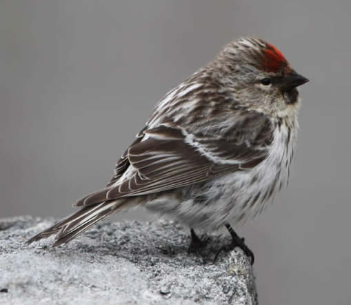 redpoll