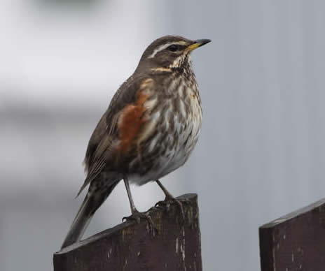 redwing