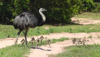 Rhea family