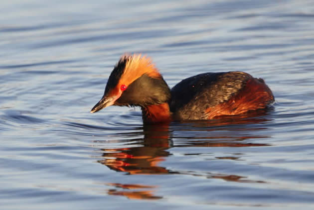 Slavonian grebe