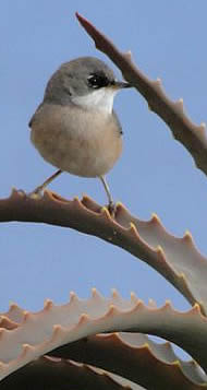 spectacled warbler