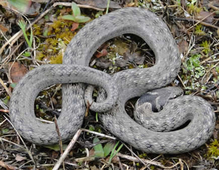 southern smooth snake
