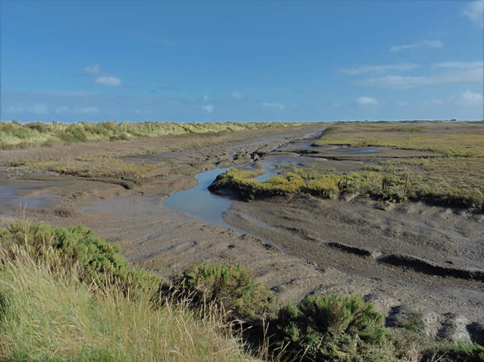 Saltmarsh at RSPB Titchwell Marsh