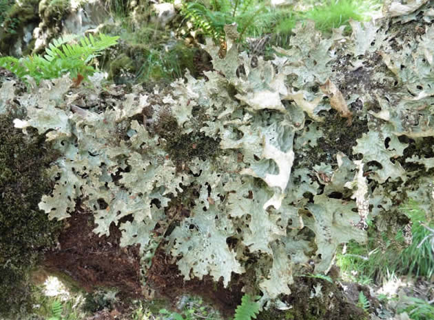 tree lungwort lichen Lobaria pulmonaria