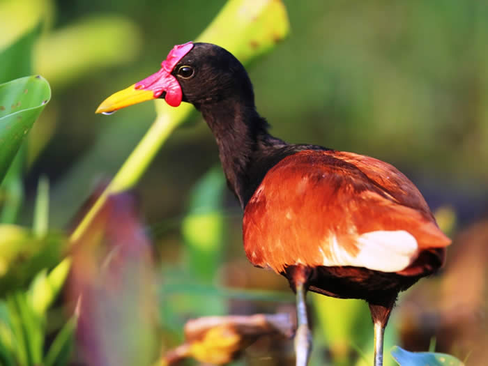 wattled jacana