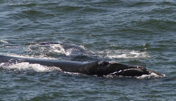 Souhern right whale