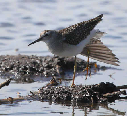 Wood sandpiper (Christopher Hall)