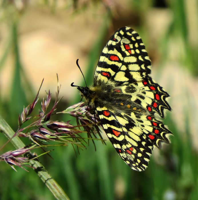 Spanish festoon