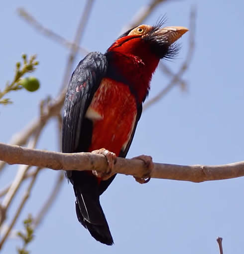 bearded barbet