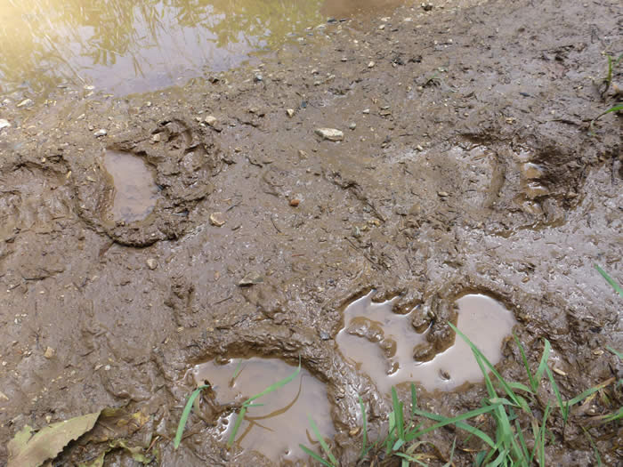brown bear footprints, 2024