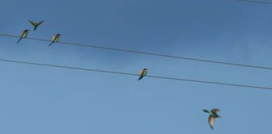 bee-eaters against a storm