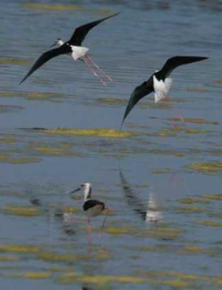 black-winged stilts