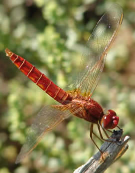 red-veined darter