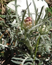 cone knapweed
