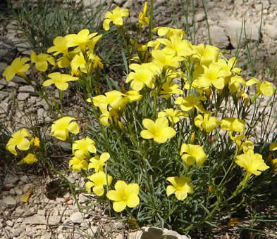 yellow flax