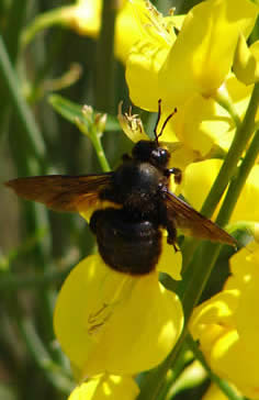 violet carpenter bee